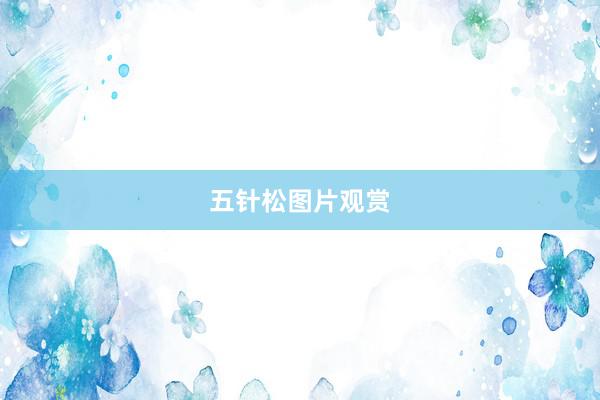 五针松图片观赏